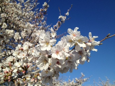 sakura2